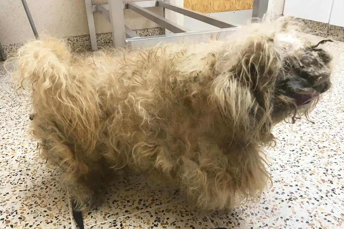 Abandoned Dog Who Looked Like a ‘Pile of Rags’ Sheds 2.8 Pounds of Fur, Finds New Home and a ’Girlfriend’