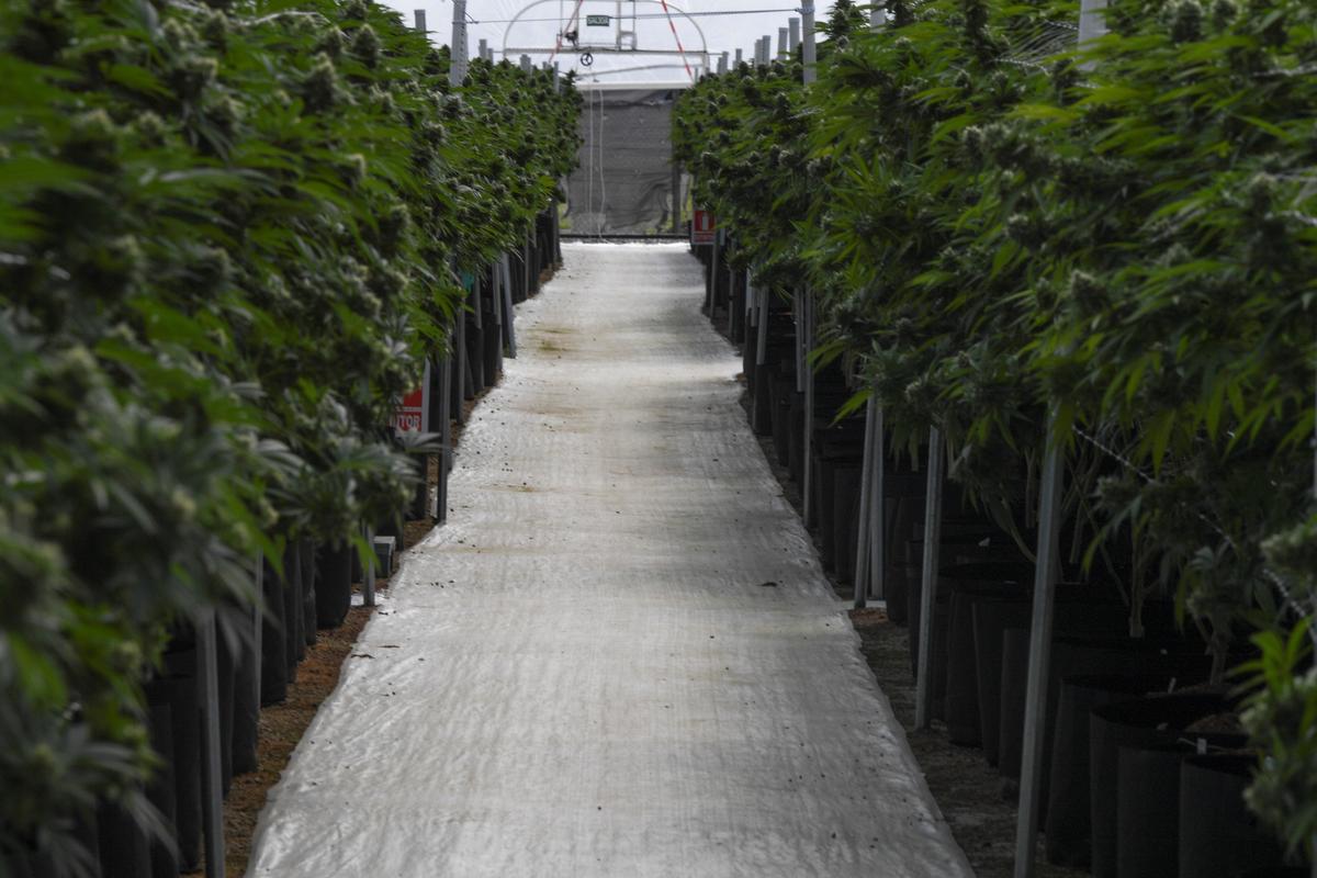 Massachusetts Cannabis Worker Died on Job From Asthma, the First Reported Case in US
