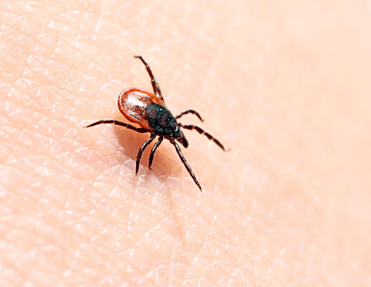 Ticks and the American Spirit