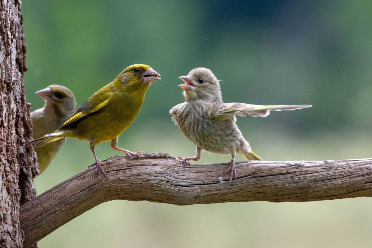 Comedy Wildlife Photography Awards Announce Rib-Tickling Finalists: Vote for Your Favorite, Win Cash Prize