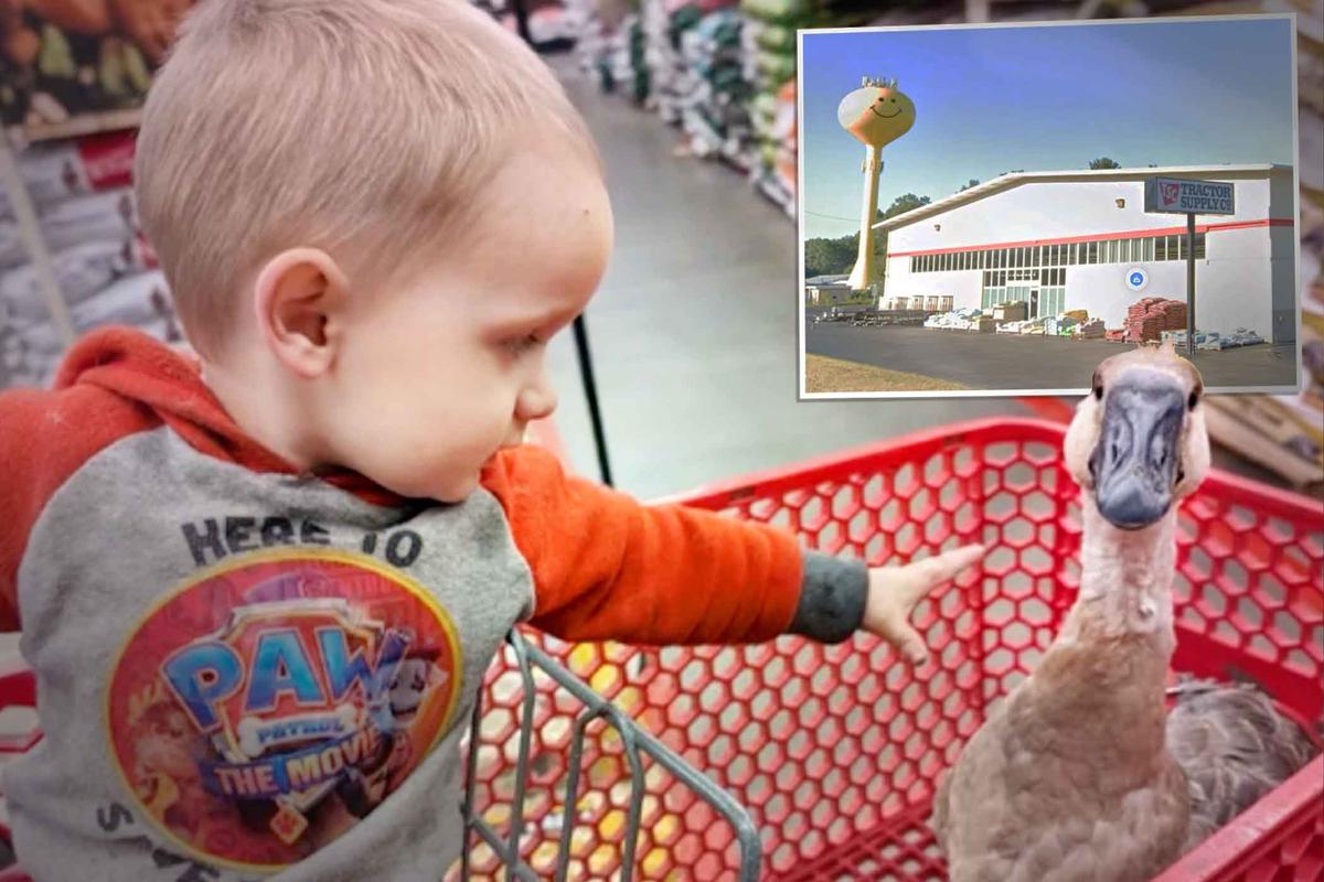 Family Takes Adorable Pet Goose to Store, Riding in Shopping Cart: ‘She Was Really Well-Behaved’