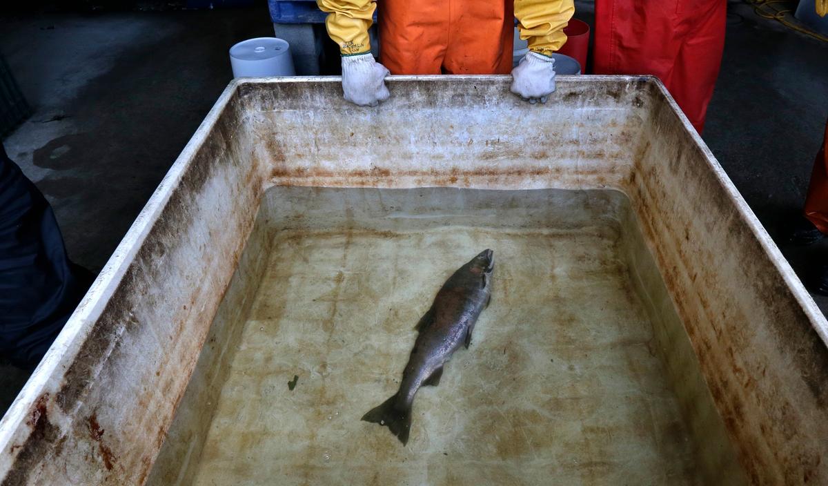 US Regulators Will Review Car-Tire Chemical That Kills Salmon, Upon Request From West Coast Tribes