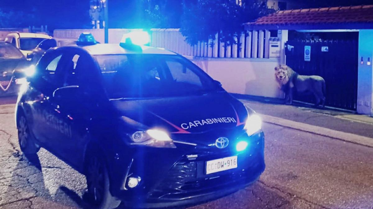 Lion Sleeps It Off After Saturday Stroll Through Italian Town