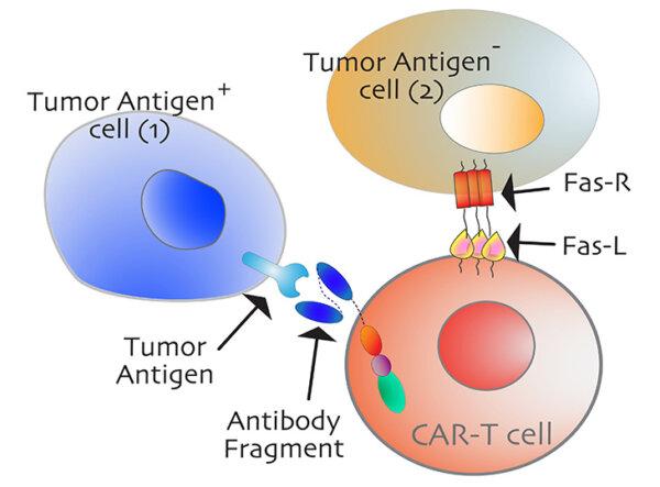 An antigen-negative tumor cell, shown in the golden color on the right, is killed by Fas-mediated "bystander" killing. (Courtesy of UC Davis Comprehensive Cancer Center)