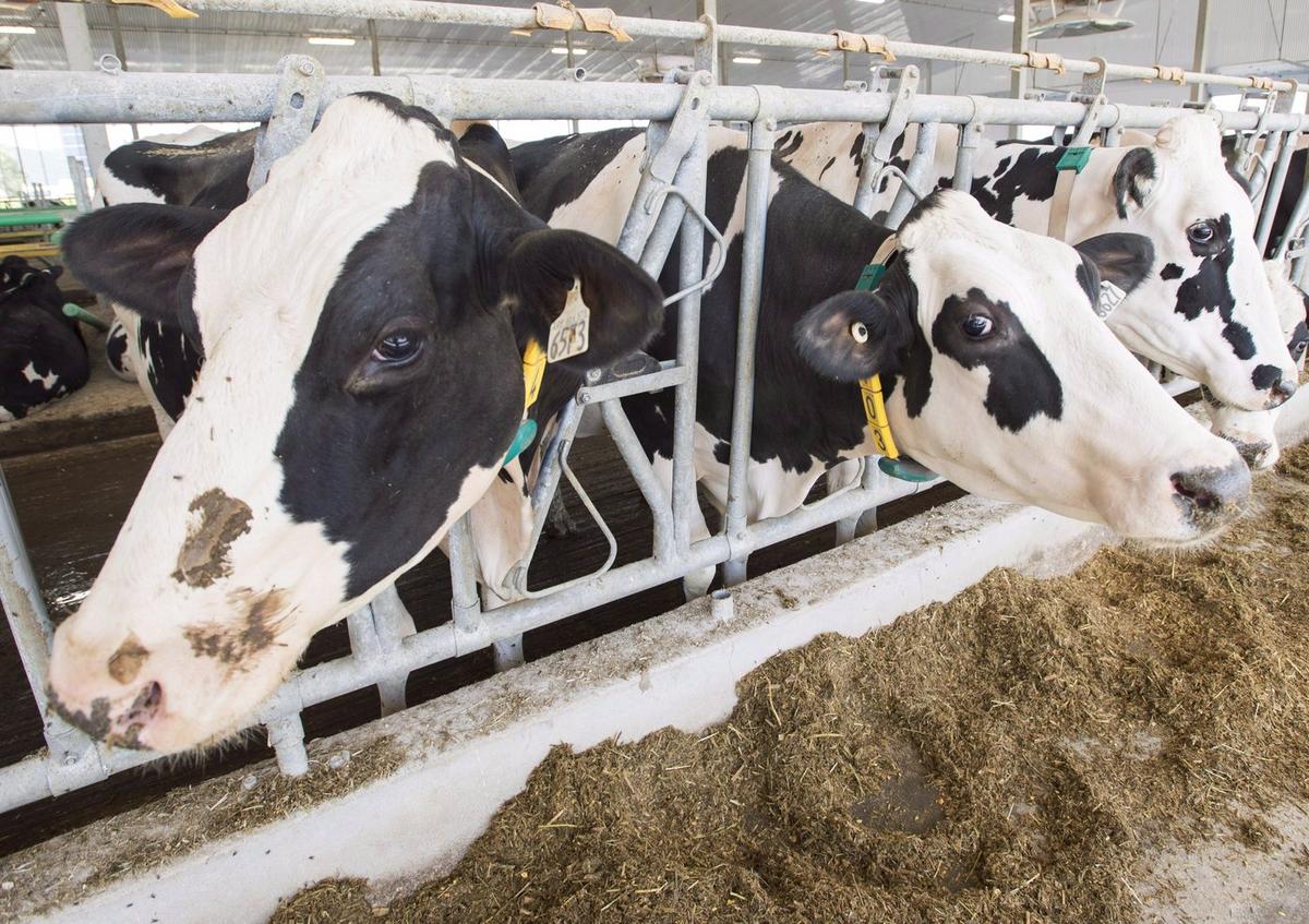 Ng Says Panel Rules ‘Clearly in Favour of Canada’ in Dairy Imports Dispute With US