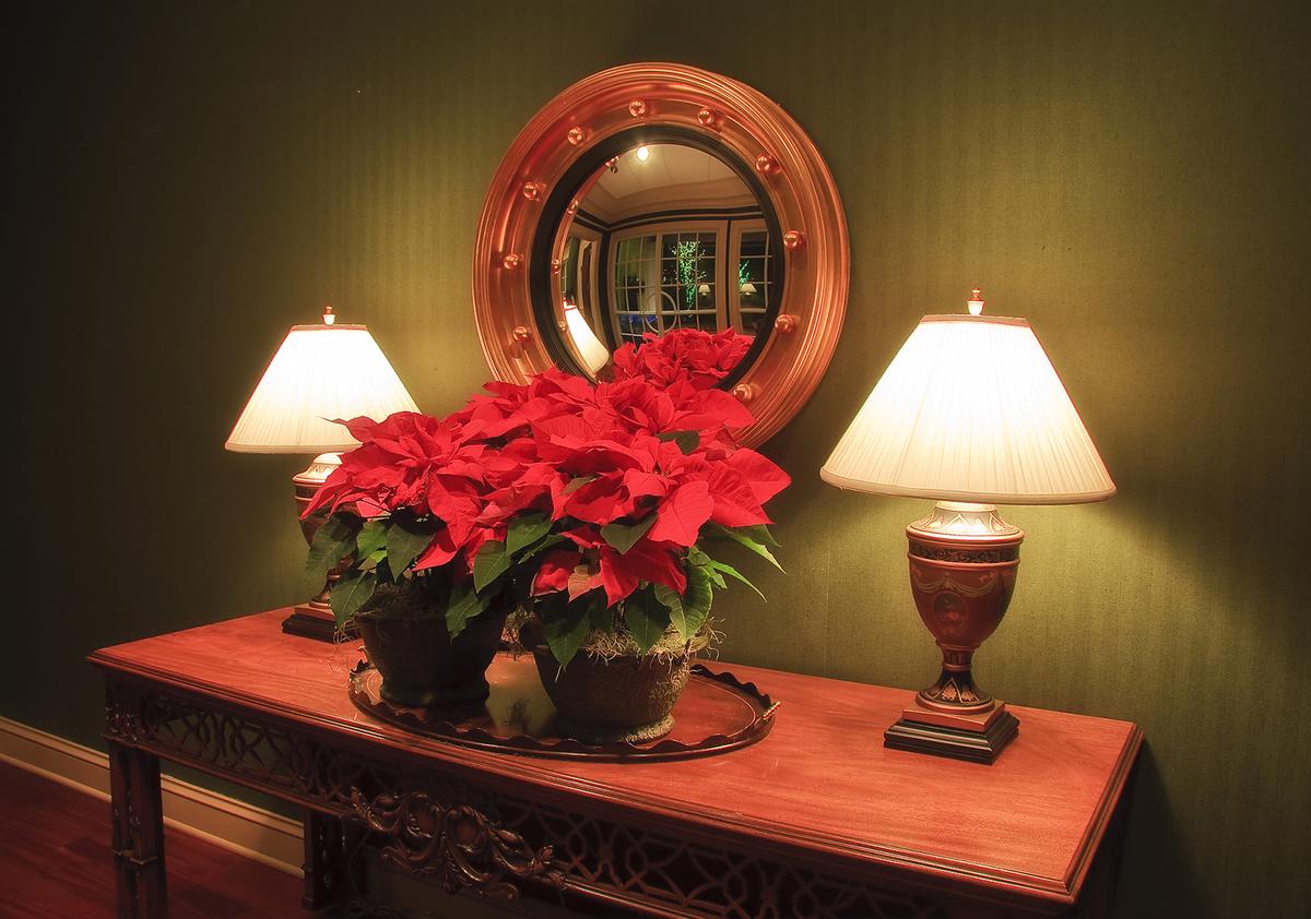 Tips to Display Poinsettias During the Holiday Season