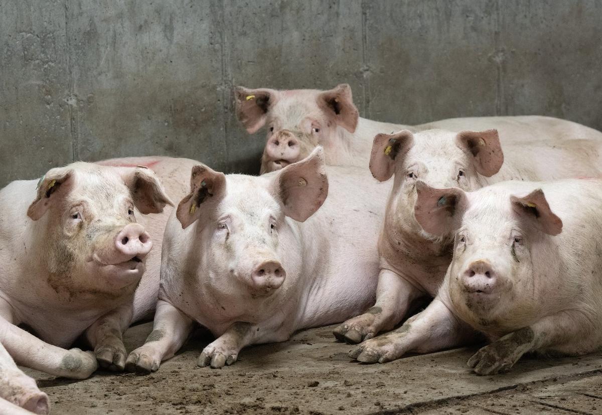 Quebec Pork Farmers Reeling as a ‘Perfect Storm’ Creates Economic Crisis