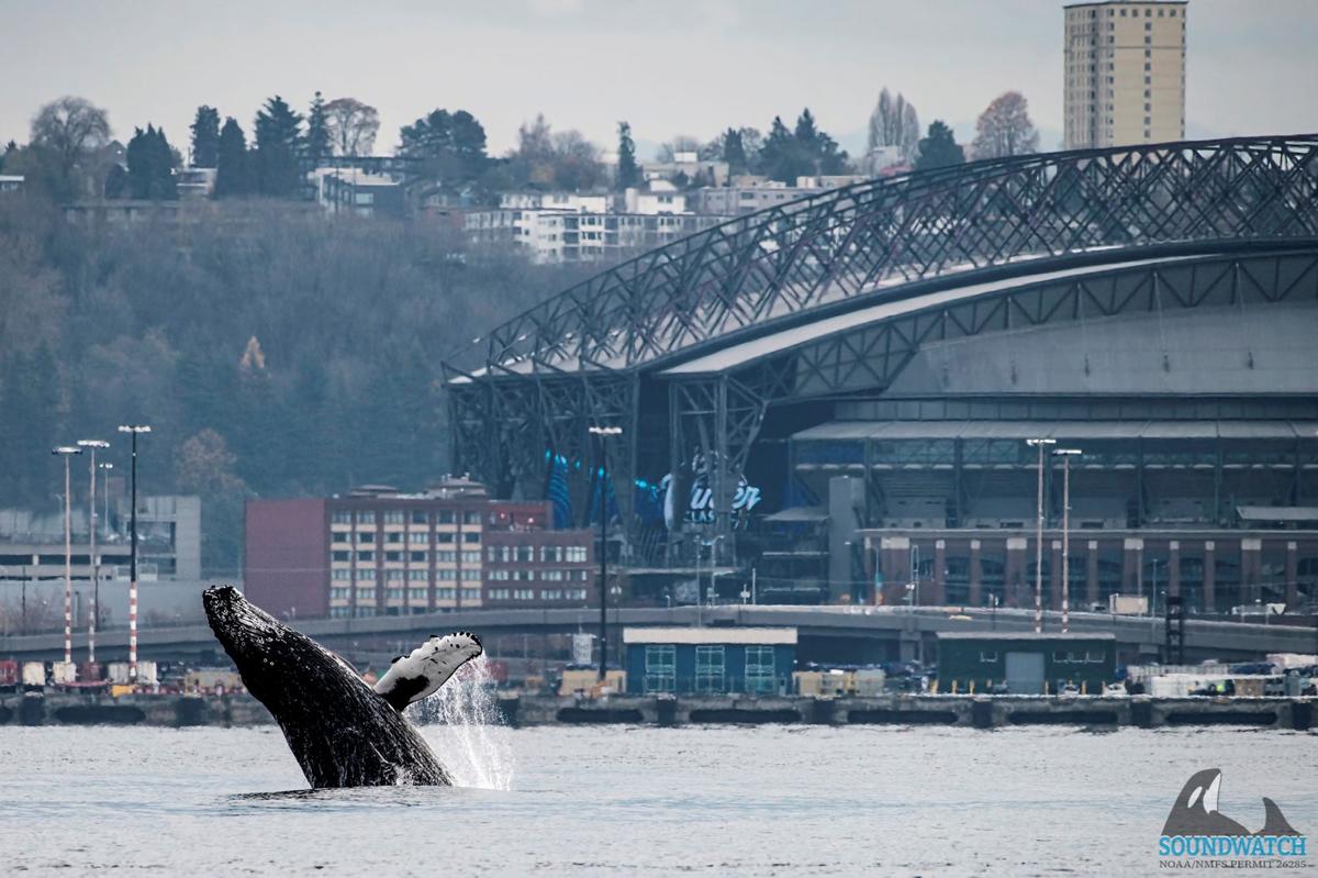 Photographs Capture Humpback Whale’s Seattle Visit, Breaching in Waters in Front of Space Needle