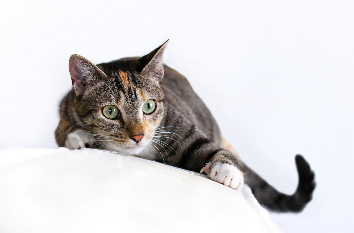 Pets Can Develop Compulsive Disorders