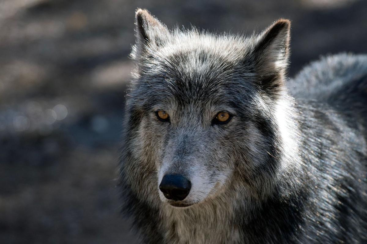 Judge Rejects Ranchers’ Plea to Halt Gray Wolf Reintroduction in Colorado