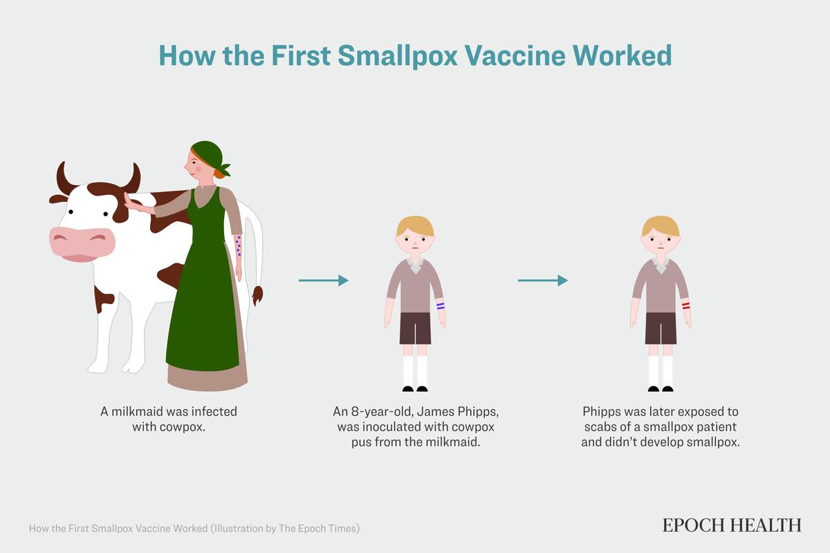 The process above shows the steps taken by Dr. Edward Jenner to create the smallpox vaccine, beginning with inoculating James Phipps with cowpox, a virus similar to smallpox, to create immunity. (Illustration by The Epoch Times)