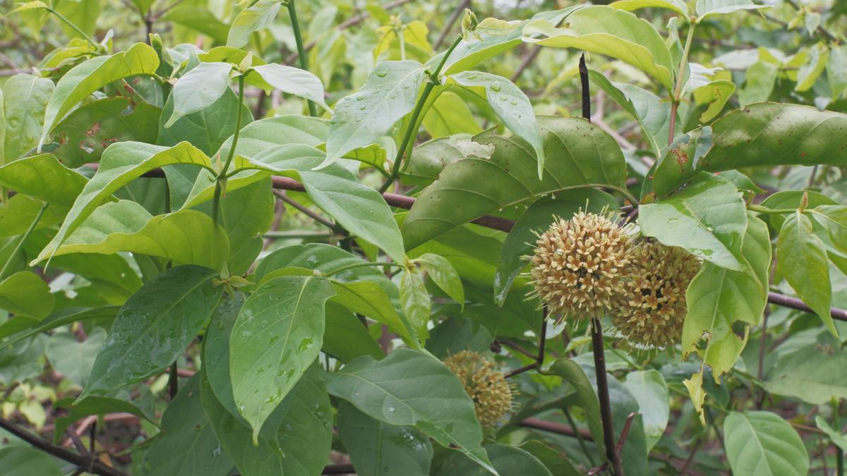 Exploring the Cognitive Benefits of Uncaria Rhynchophylla in Dementia Treatment