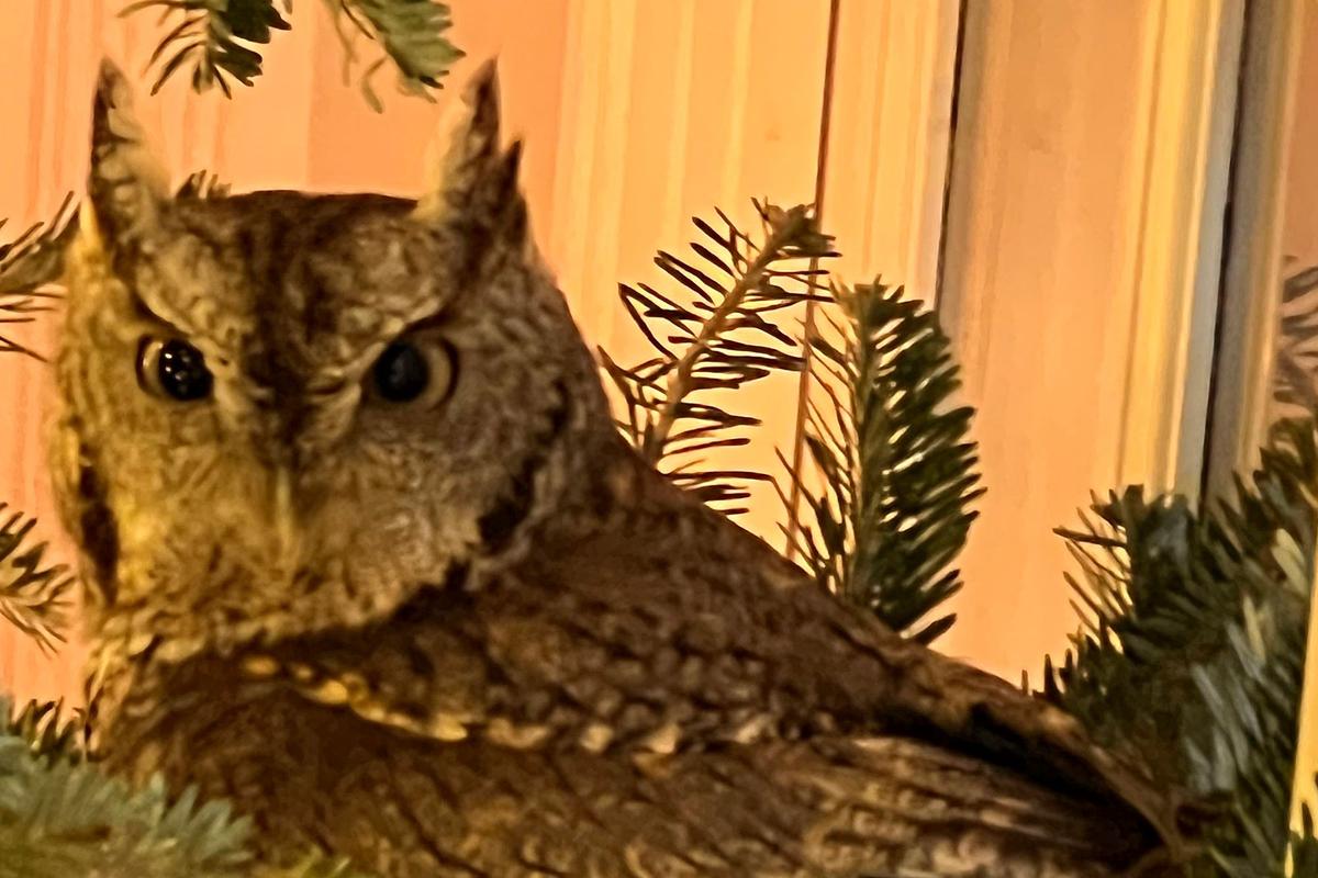 Kentucky Family Gets Early Gift: Owl in Their Christmas Tree