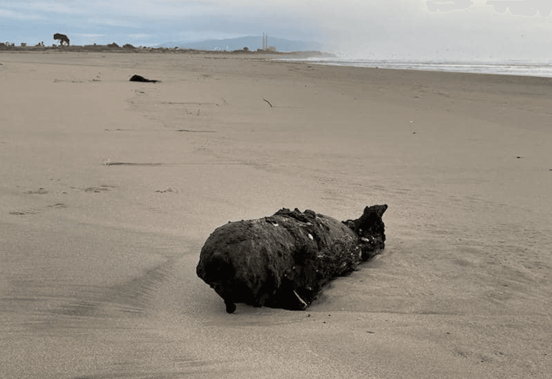 60-Year-Old Bomb Washes Ashore in Santa Cruz During Storm
