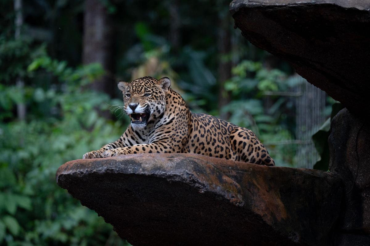Another Jaguar Sighting in Arizona, 8th Different One in Southwestern US Since 1996