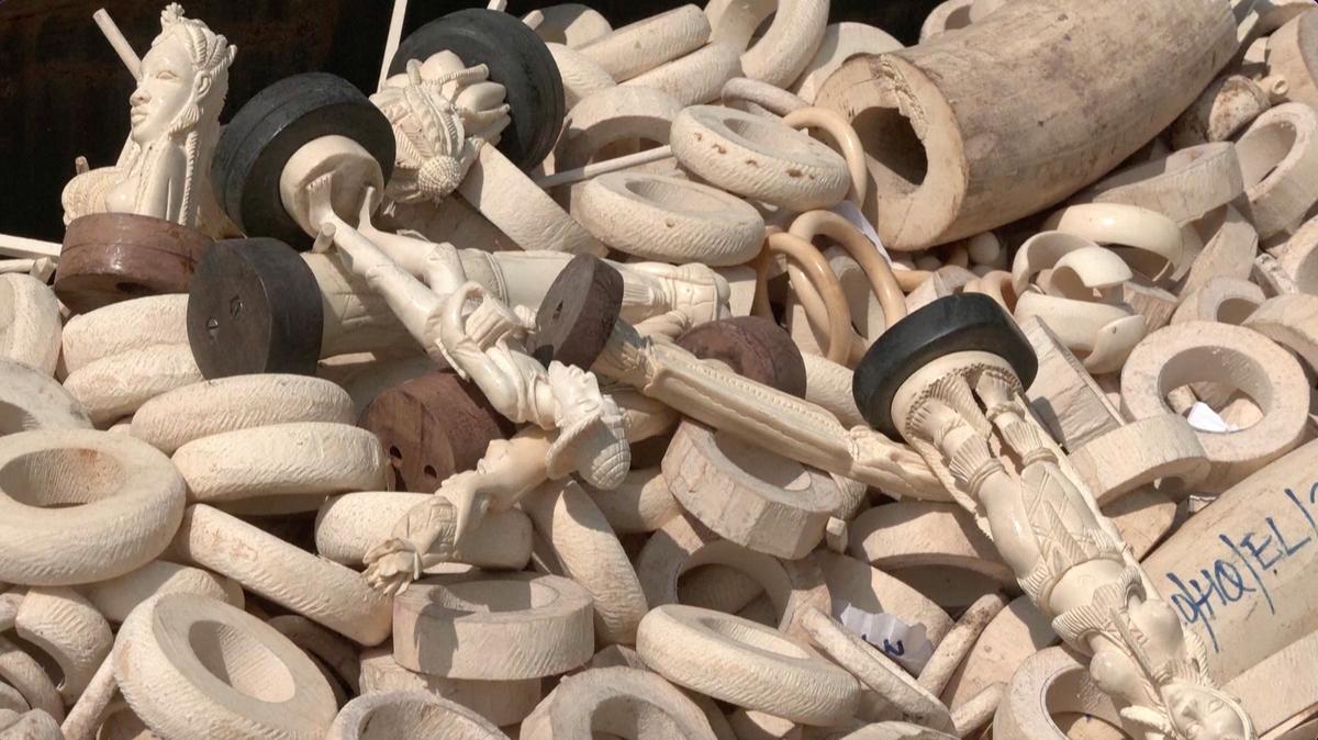 Nigeria Destroys Record $11.2 Million in Seized Elephant Tusks