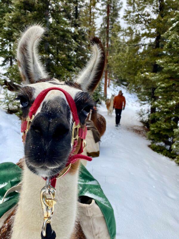 Snowshoeing with a llama. (Brush Creek Ranch/TNS)