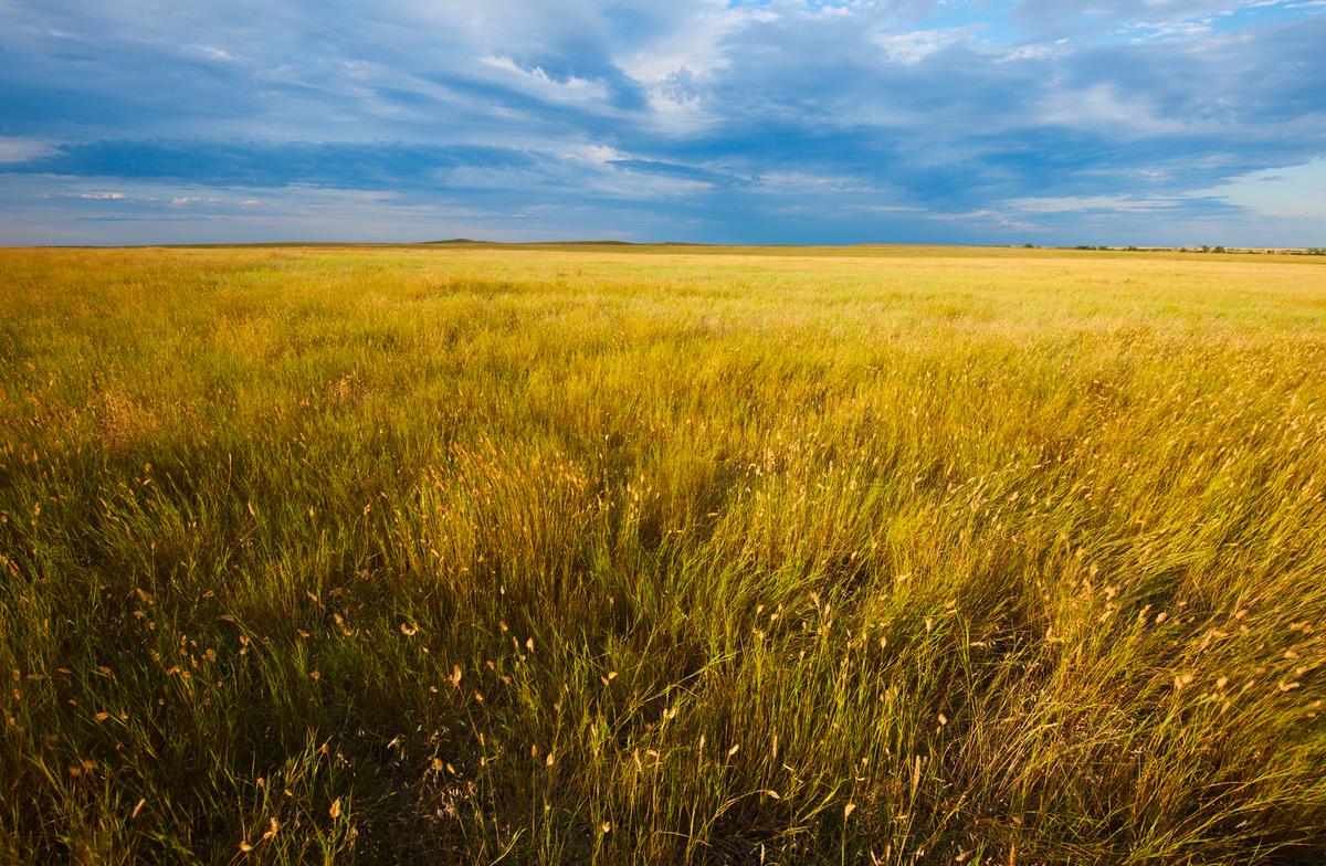Are Prairie Grasses the Answer to America’s Droughts?