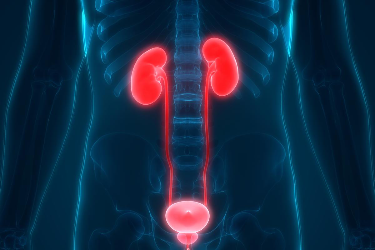 Pain From UTIs Doesn’t Stop After Antibiotics, New Research Sheds Light on Why
