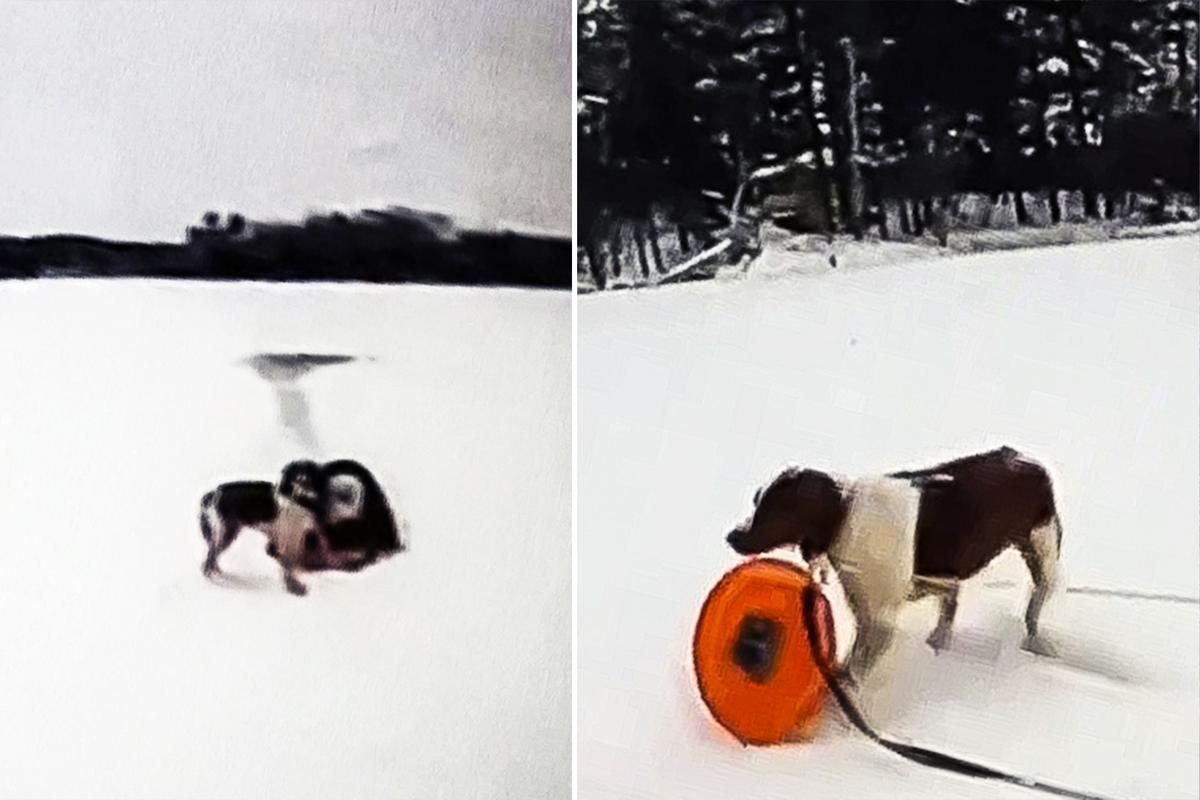 VIDEO: Dog Helps With ‘Amazing Rescue’ After 65-Year-Old Owner Falls Into Icy Michigan Lake