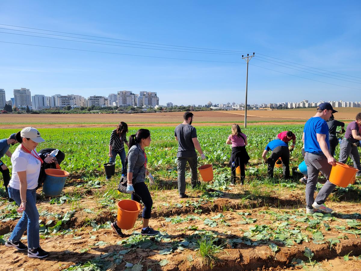 Israeli Farms and Farmers Hit Hard by the War