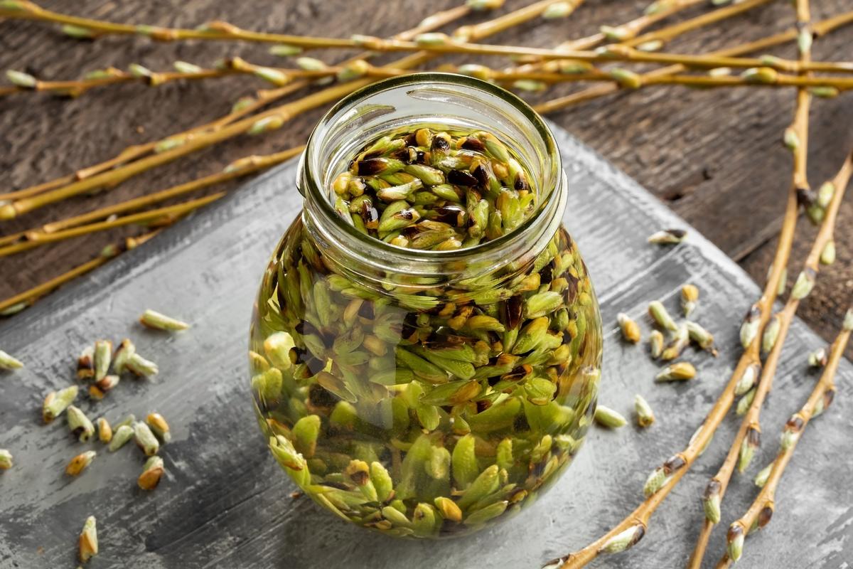 Gemmotherapy—Nature’s ‘Spring Healing Tonic’