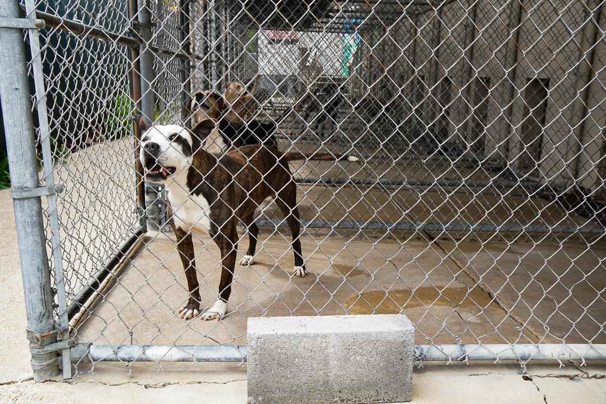 Vets Concerned About Rabies Outbreaks Amid Vaccine Shortages