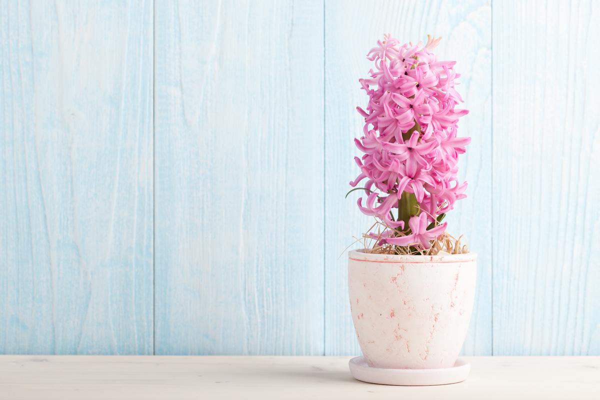 Florel: The Little Chemical That Could