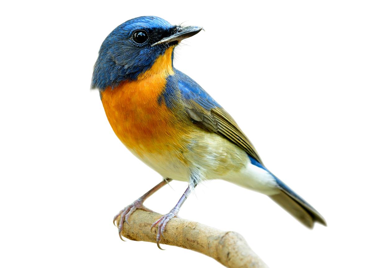 Morning Gold and Muses of Dawn: ‘The Early Bird Gets the Worm’