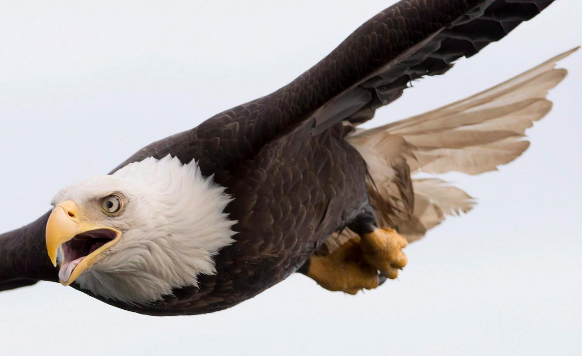 City of Prince Rupert Says 19 Eagles Dead at Landfill Due to ‘Deleterious’ Substance
