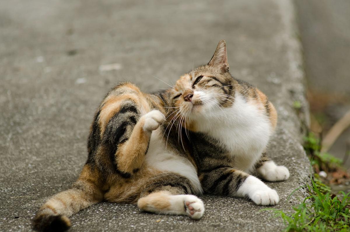 Fleas Transmit Plague Bacteria