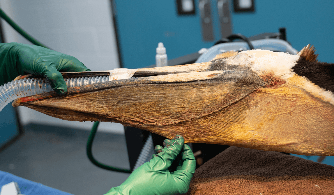 Pelican With Slashed Pouch Doing Well After Surgery