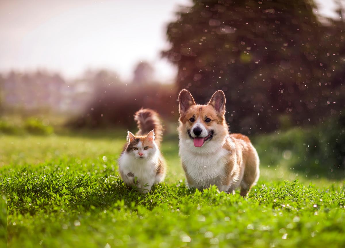Ready to Be a Pet Parent? Here’s How Much Dog and Cat Ownership Costs in Canada