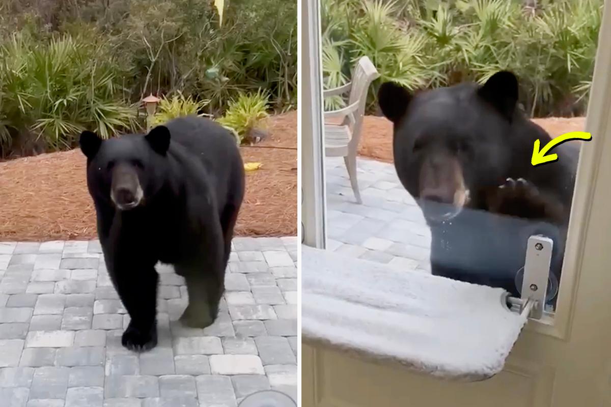 VIDEO: Florida Woman Was ‘Super Nervous’ as a Black Bear Knocked on Her Glass Door With His Paw