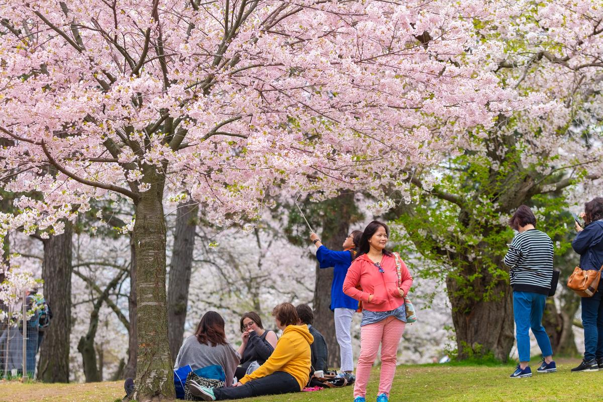 Toronto’s Magical Cherry Blossom Season Should Reach Full Bloom Next Week