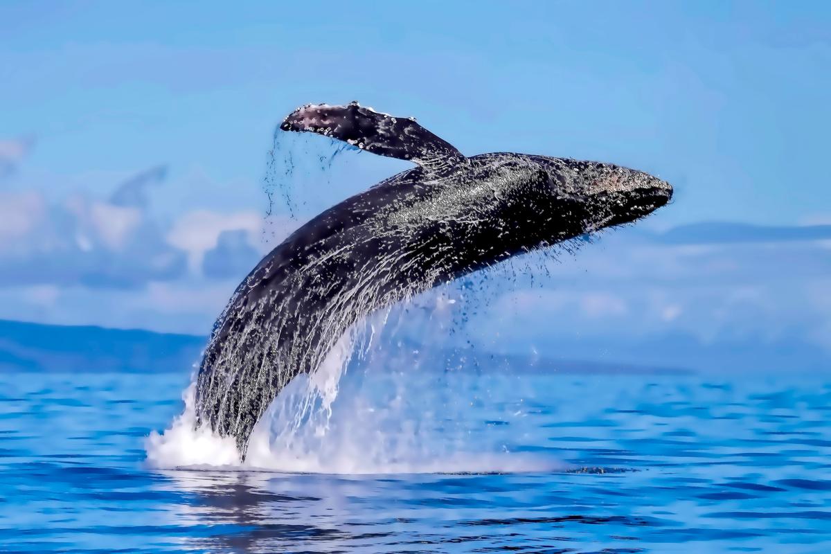 The Secret Lives of Whales: A Trip to Maui
