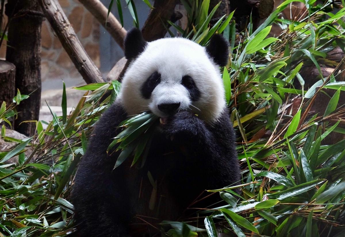 San Francisco Mayor Heading to China, Emphasizing Tourism and ‘Panda Diplomacy’