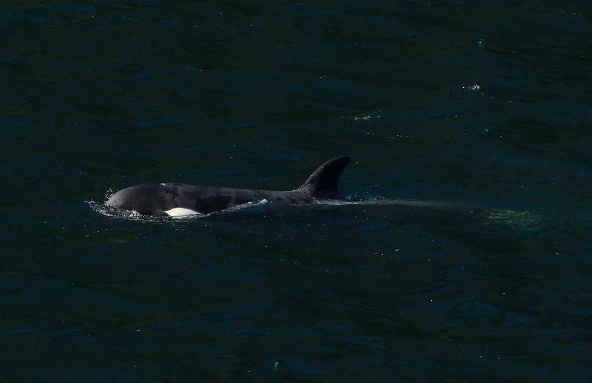 Killer Whale Calf Trapped in BC Swims out of Lagoon on Her Own