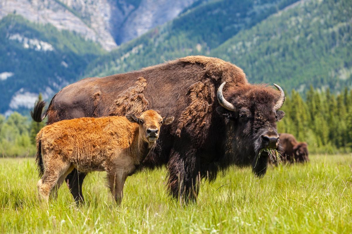 The Best Way to Help Bring Back the American Bison? Eat Bison Meat.