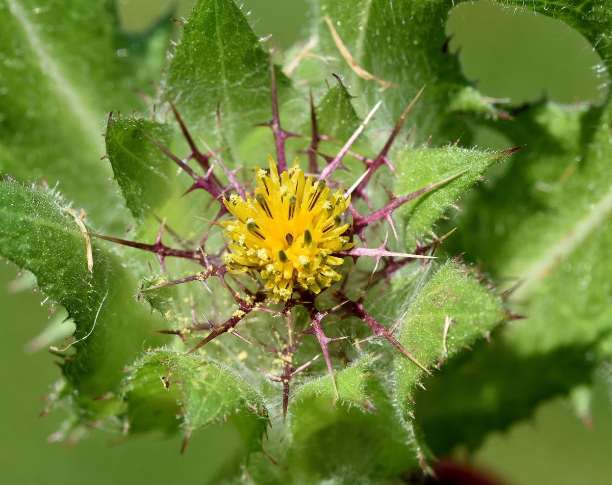 Ancient Medicinal Blessed Thistle May Regenerate Injured Nerves