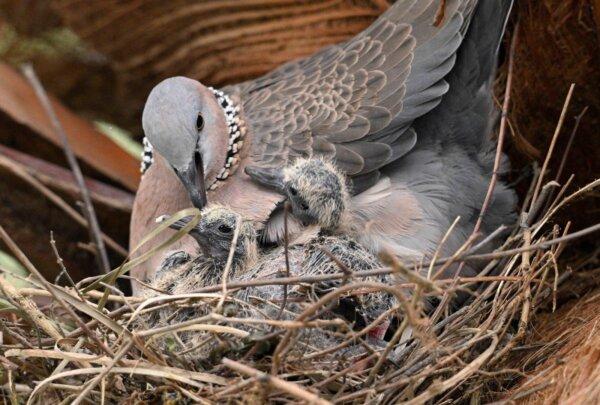 On May 11, the day before Mother's Day, two bird's nests on two tall trees next to a pedestrian overpass in downtown Hong Kong attracted a crowd of people to watch and take photos. In one of the nests, a chick of a pearl-necked turtle dove nestled against its mother, receiving all the warmth from the adult, creating a scene of fond motherhood. (Xu Youda/The Epoch Times)