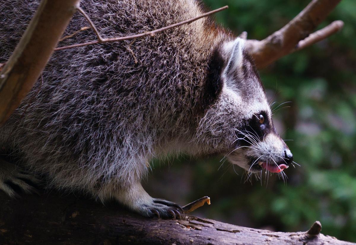 Cases of Sick and Injured Raccoons on the Rise in Toronto, City Says