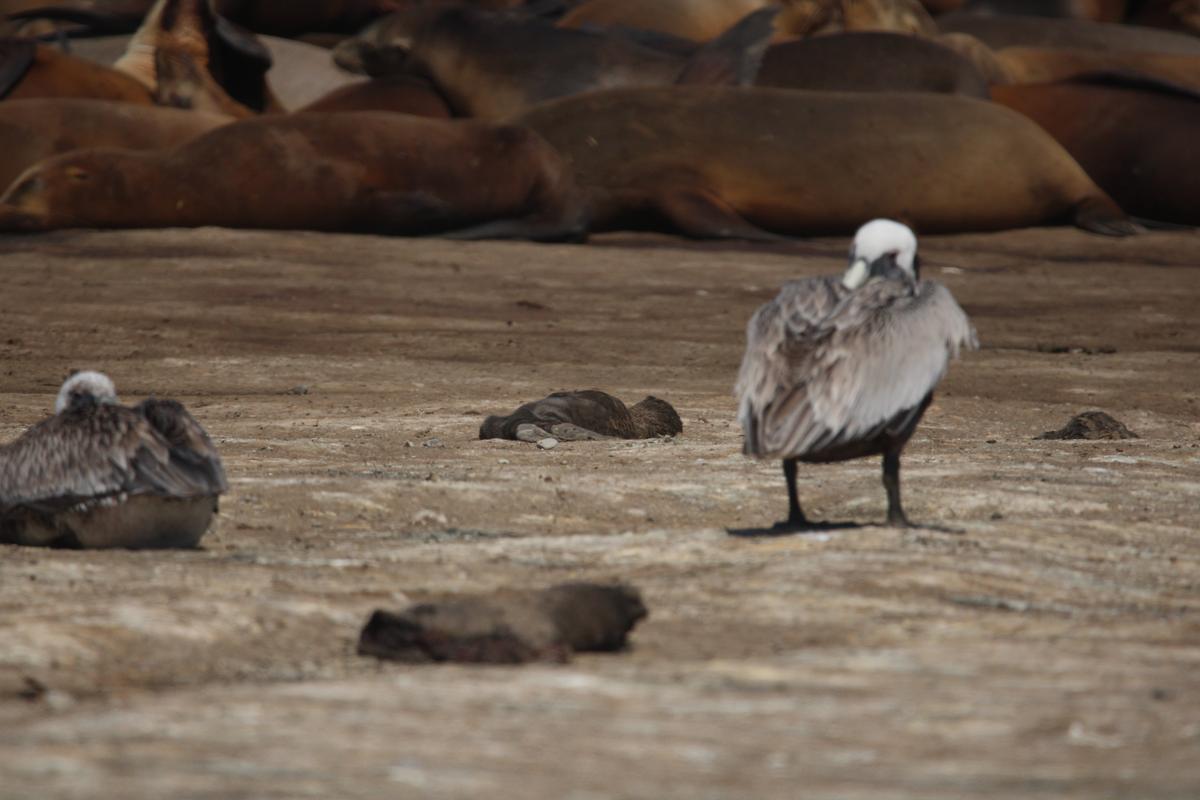 Hundreds of Sea Lion Pups Are Dying off California’s Coast, and Scientists Don’t Know Why