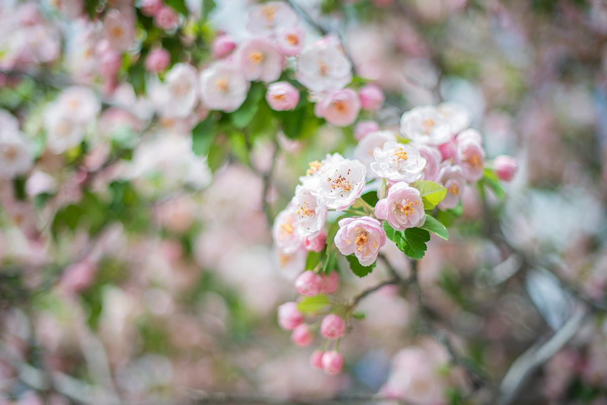 How to Make the Most of Your Visit to Nova Scotia’s Apple Blossom Festival
