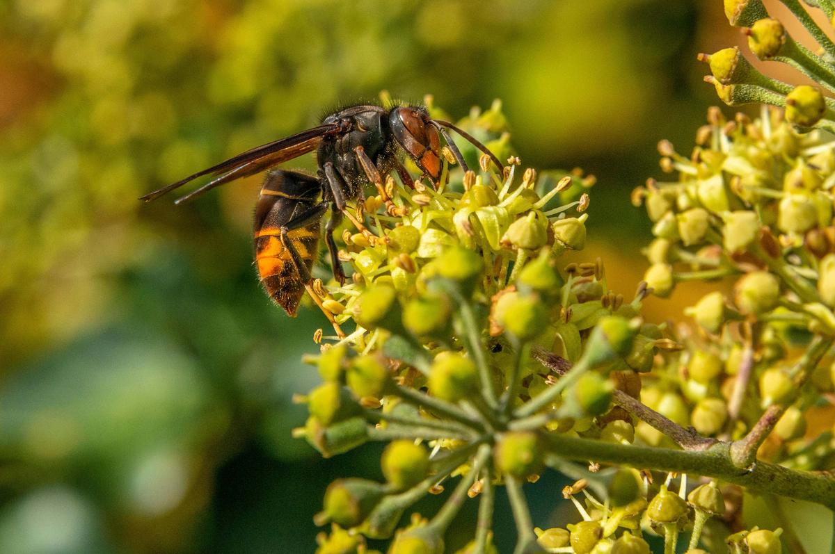 Asian Hornets Have Survived British Winter and Could Be Here to Stay