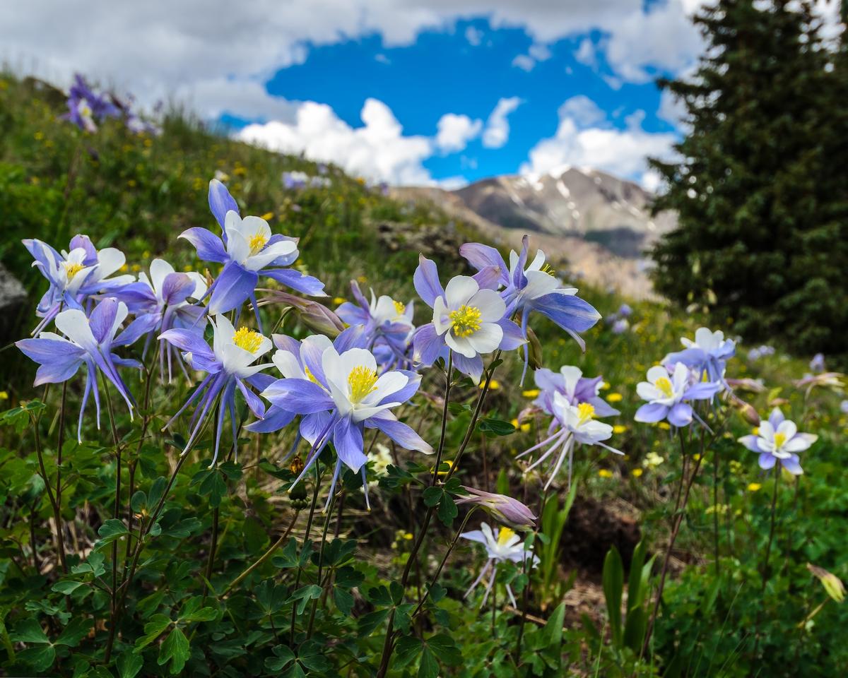 Columbine Flowers
