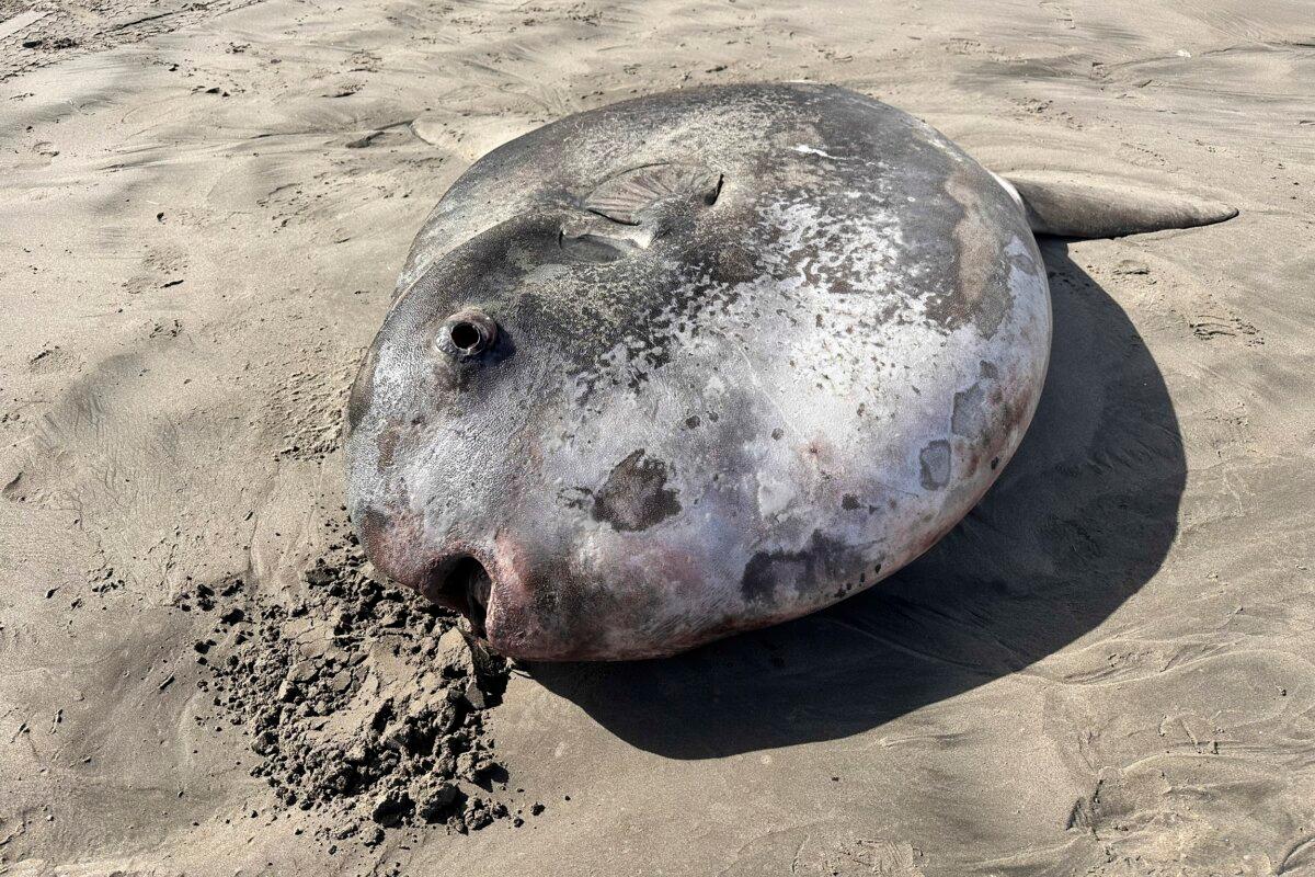 A hoodwinker sunfish that washed ashore on a beach in Gearhart, Ore., on June 3, 2024. (Tiffany Boothe/Seaside Aquarium via AP)