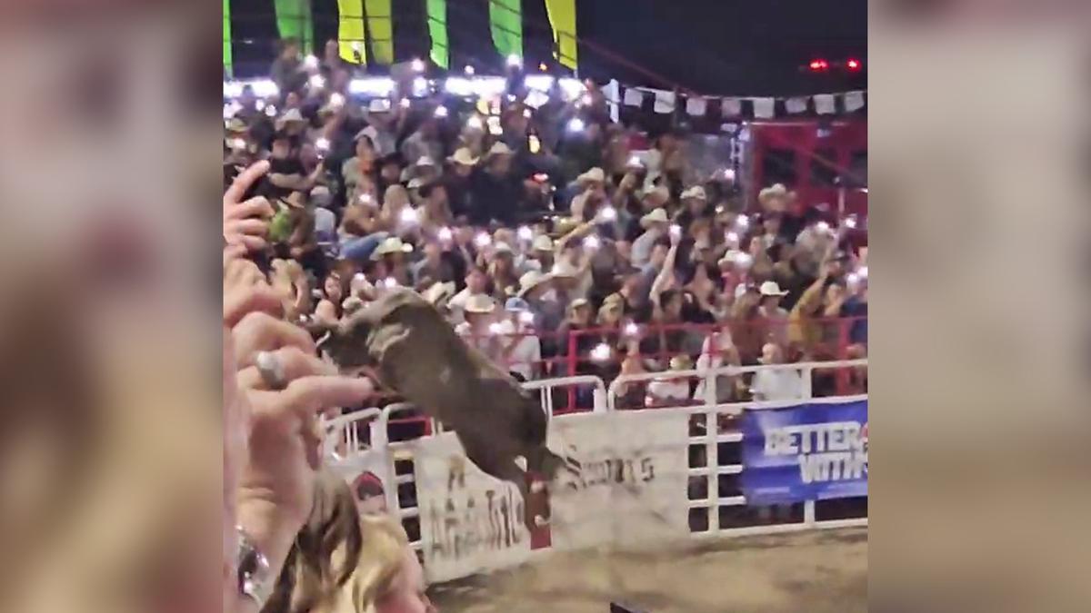 Rodeo Bull Hops Fence at Oregon Arena, Injures 3 Before Being Captured