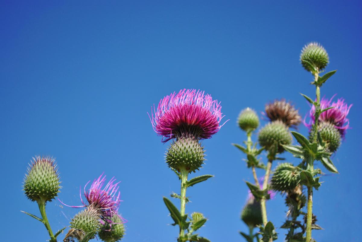 Thistles and Fire Blight