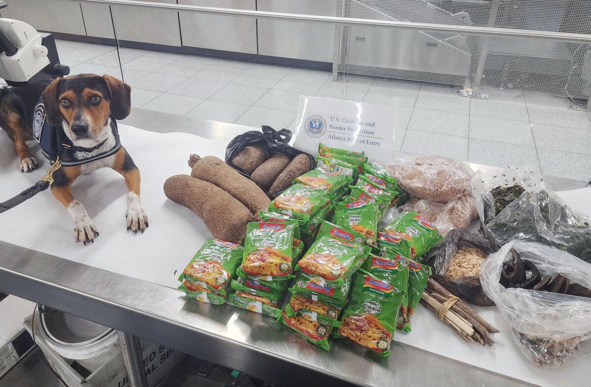 Flash, shown in this undated photograph, is the newest member of CPB's Beagle Brigade. (Courtesy of CBP)